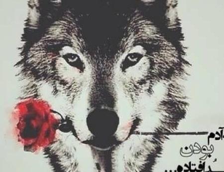 عکس گرگ خنده دار