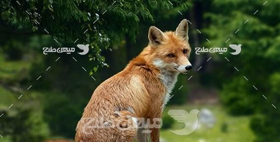 عکس روباه قرمز کامل