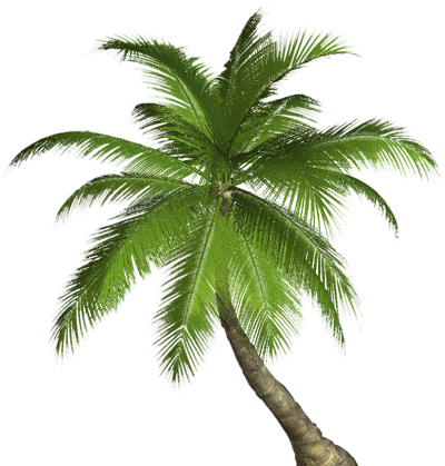 عکس png نخل
