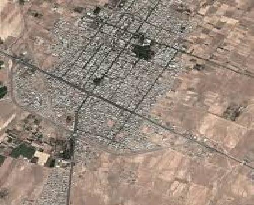 عکس png نخل