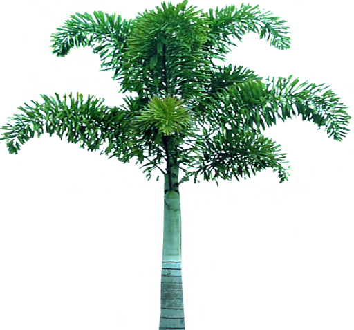 عکس png نخل