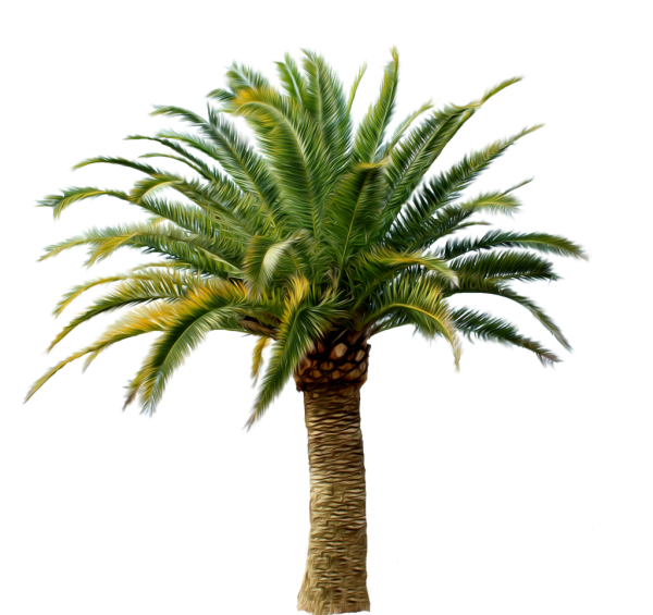 عکس png نخل