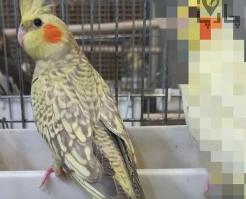 عکس عروس هلندی گل باقالی نر