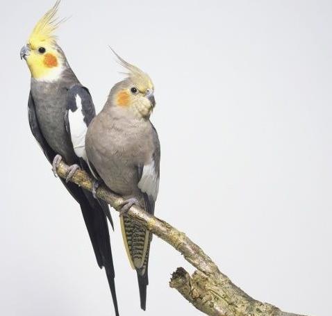 عکس عروس هلندی گل باقالی نر