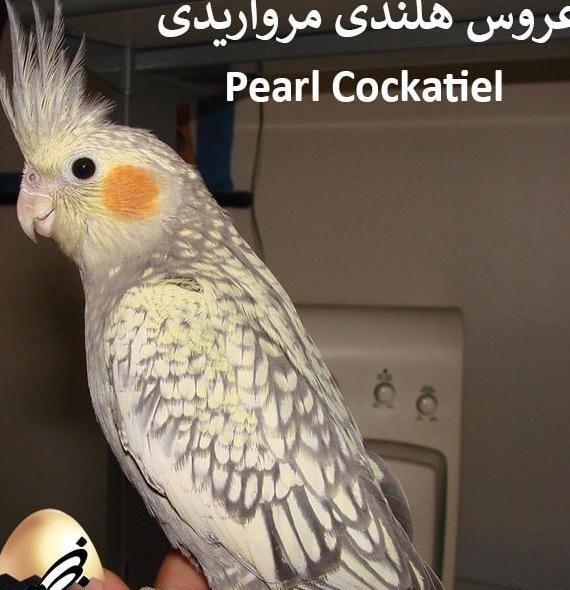 عکس عروس هلندی گل باقالی نر