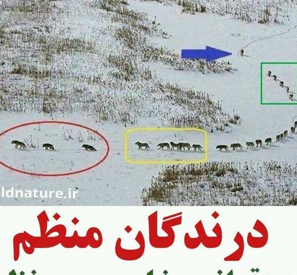 عکس حرکت گرگ ها
