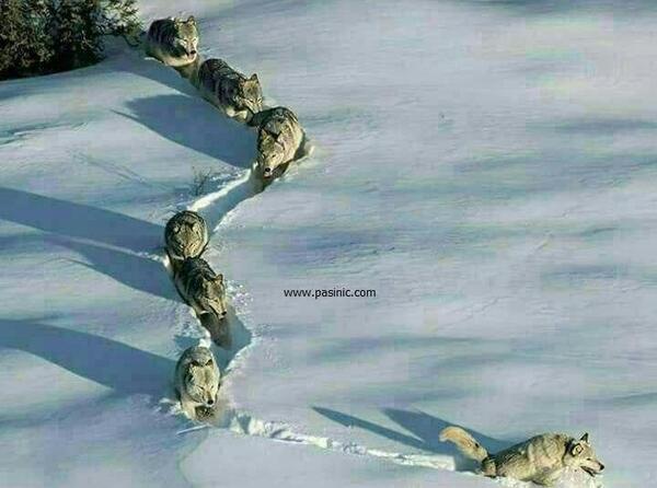 عکس حرکت گرگ ها