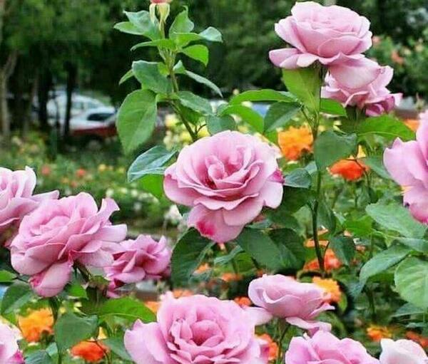 عکس گل رز وحشی