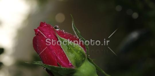 عکس گل رز وحشی