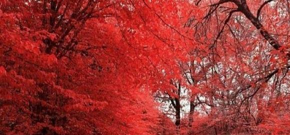 عکس پرچم ایران خونی