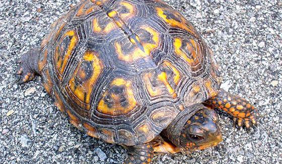 عکس لاک پشت خاکی