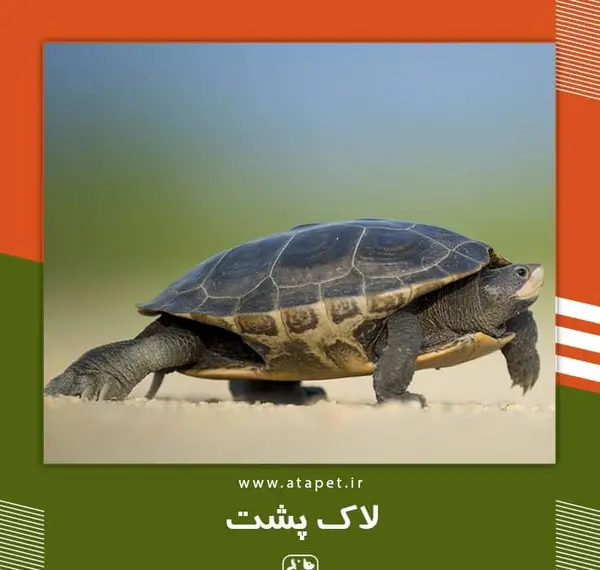 عکس لاک پشت خاکی