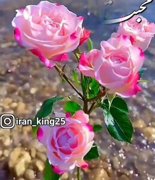 عکس نوشته با منظره طبیعت