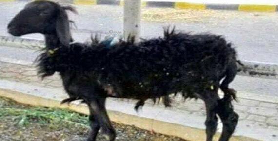 عکس پسر بچه لاغر