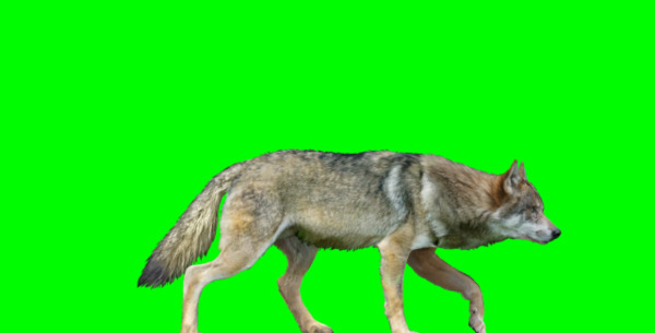 عکس پرده سبز