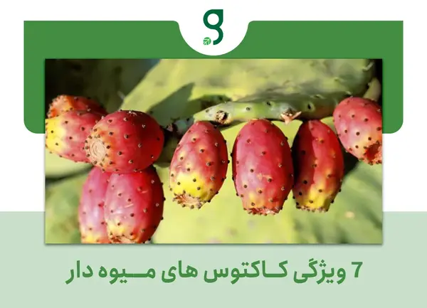 عکس کاکتوس میوه دار