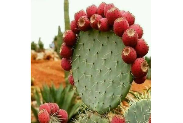 عکس کاکتوس میوه دار