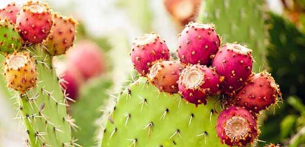 عکس کاکتوس میوه دار