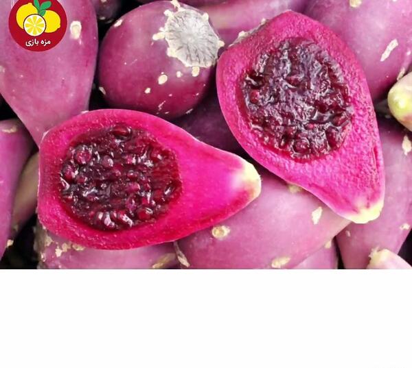 عکس کاکتوس میوه دار