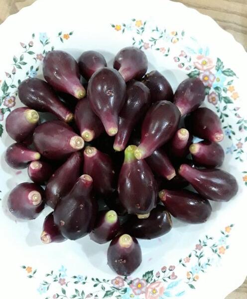 عکس کاکتوس میوه دار