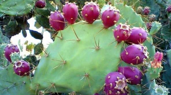 عکس کاکتوس میوه دار