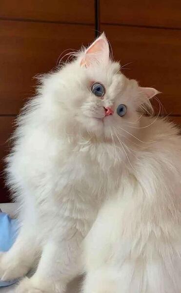عکس گربه کیوت برای پس زمینه