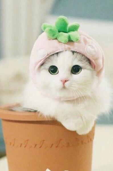 عکس گربه کیوت برای پس زمینه