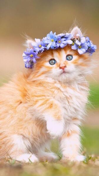 عکس گربه کیوت برای پس زمینه