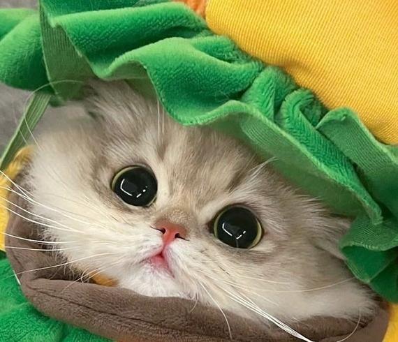 عکس گربه کیوت برای پس زمینه
