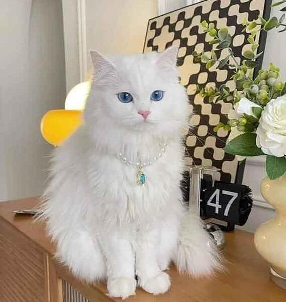 عکس گربه کیوت برای پس زمینه
