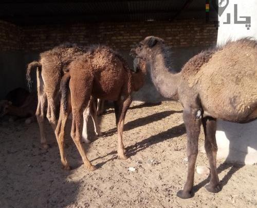 عکس شتر ماده
