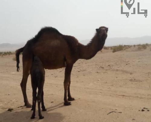 عکس شتر ماده