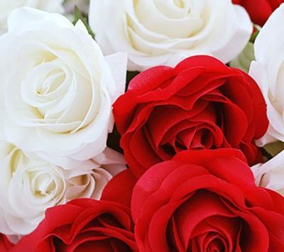 عکس گل رز طبیعی برای پروفایل