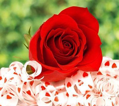 عکس گل رز طبیعی برای پروفایل