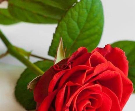 عکس گل رز طبیعی برای پروفایل