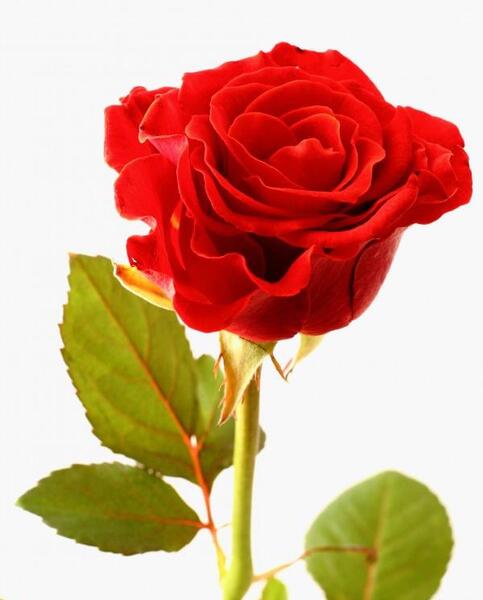 عکس گل رز طبیعی برای پروفایل