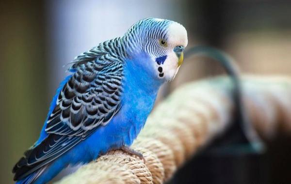 عکس مرغ عشق رنگ خاص