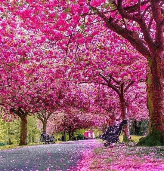 عکس پروفایل شکوفه های بهاری