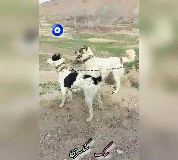 عکس اسب تیام
