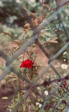 عکس کلبه چوبی کنار دریا