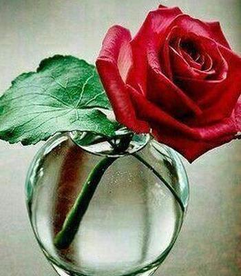 عکس طبیعت برای پروفایل واتساپ