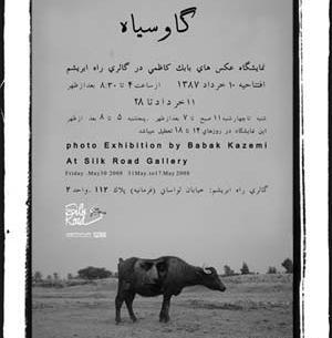 عکس گاو سیاه و سفید