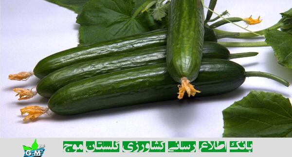 عکس خیار سبز