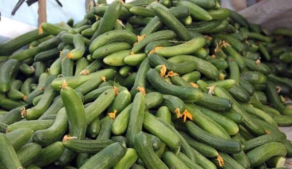 عکس خیار سبز