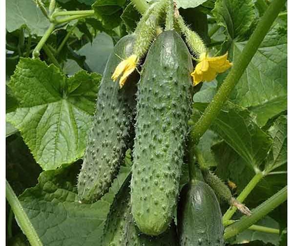 عکس خیار سبز