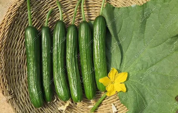 عکس خیار سبز