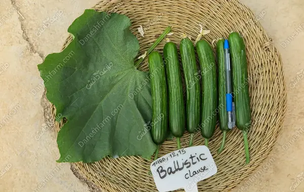 عکس خیار سبز