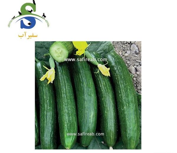 عکس خیار سبز