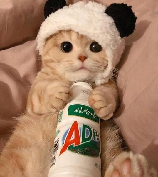 عکس های فانتزی از گربه