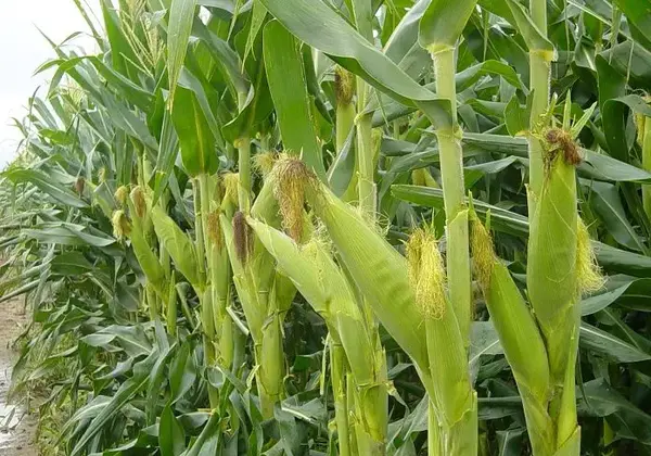 عکس ذرت گاوی
